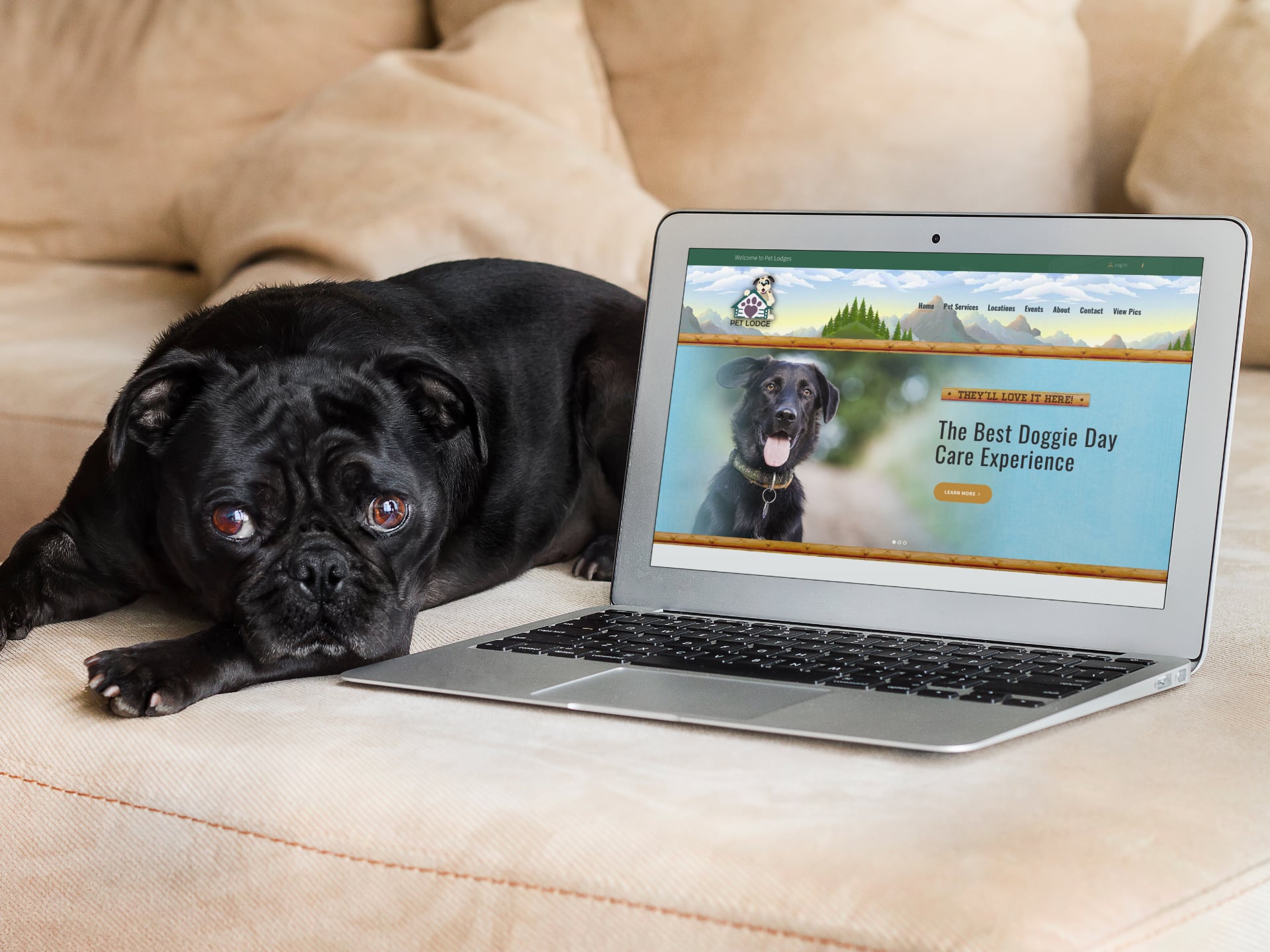 doggie daycare website design
